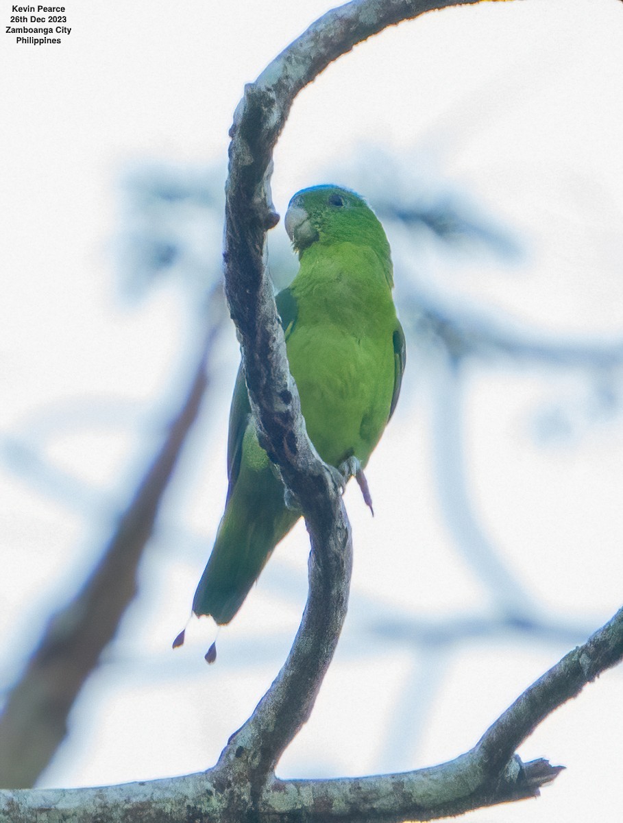 Blue-crowned Racquet-tail - ML612695204