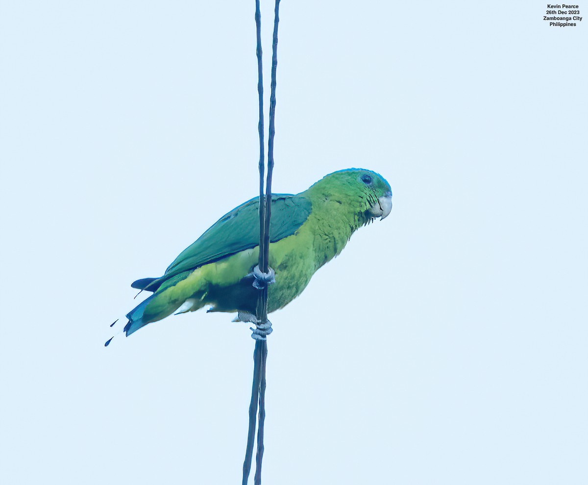 Blue-crowned Racquet-tail - ML612695205