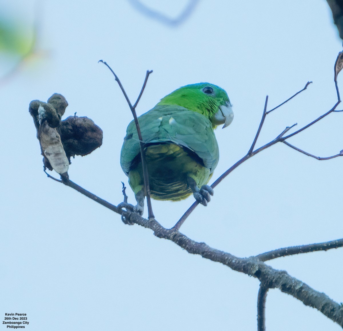 Blue-crowned Racquet-tail - ML612695206