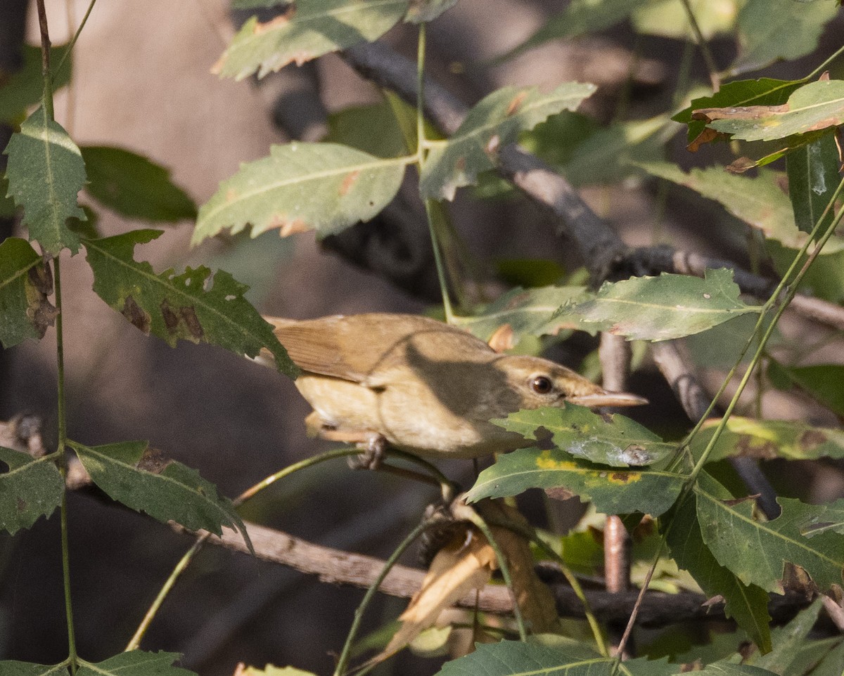 Blyth's Reed Warbler - Rohit Tibrewal