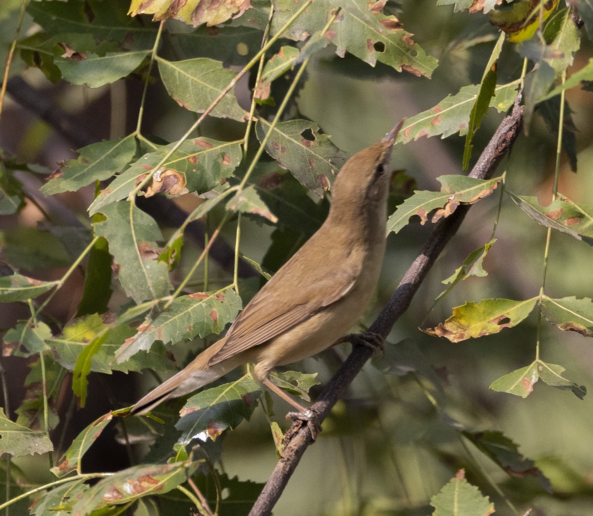 Blyth's Reed Warbler - Rohit Tibrewal