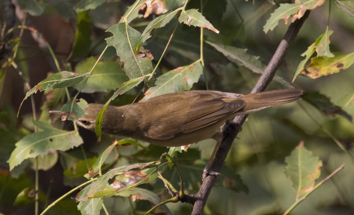 Blyth's Reed Warbler - Rohit Tibrewal