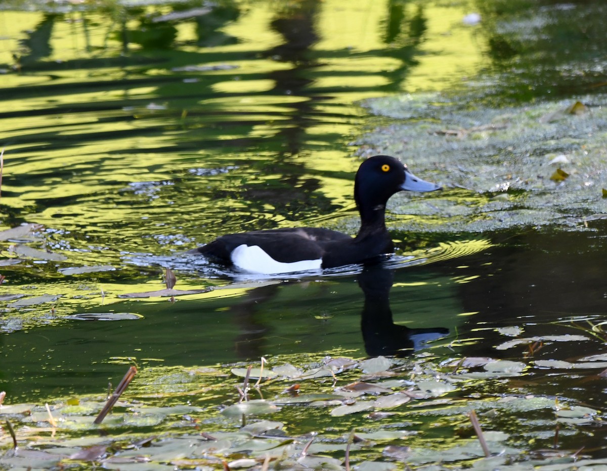 Tufted Duck - ML612695408