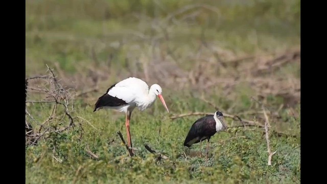 White Stork - ML612695423