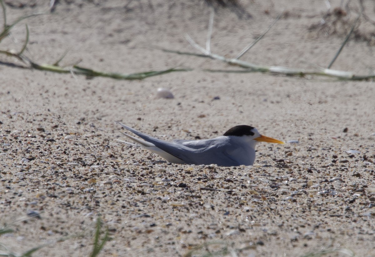 Australian Fairy Tern - ML612695427