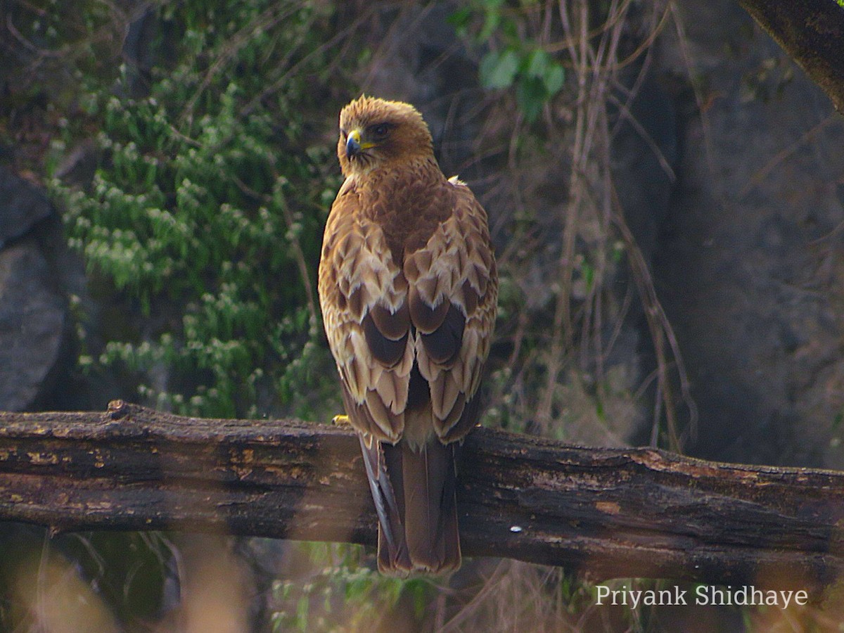 Booted Eagle - ML612695436