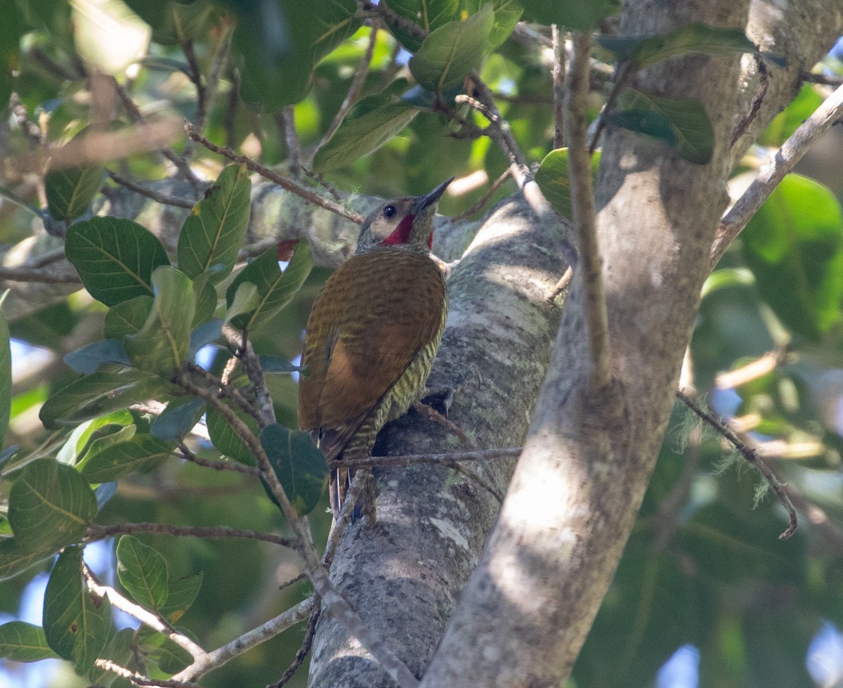 Gray-crowned Woodpecker - ML612695497