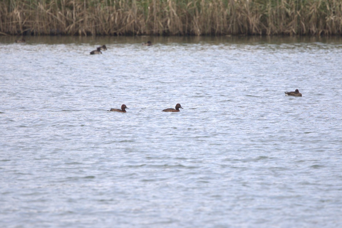 Ferruginous Duck - ML612695514