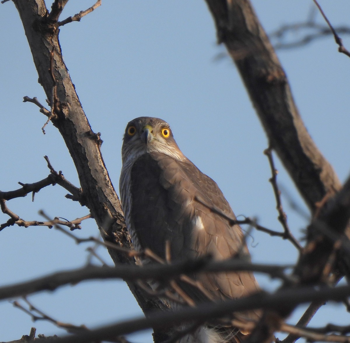 Eurasian Sparrowhawk - ML612695519