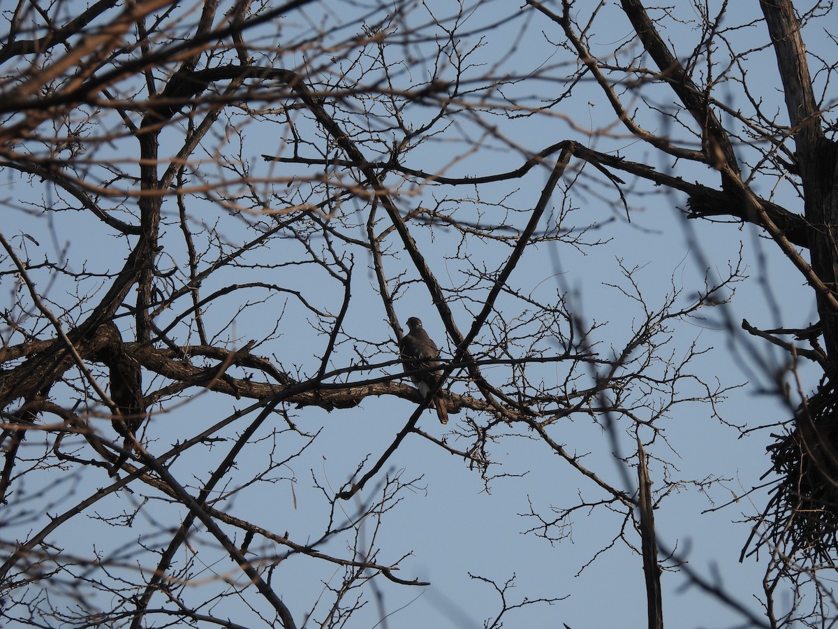 Eurasian Sparrowhawk - ML612695522