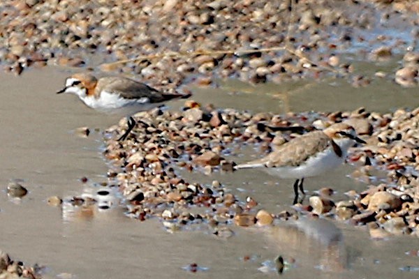 Red-capped Plover - ML612695528
