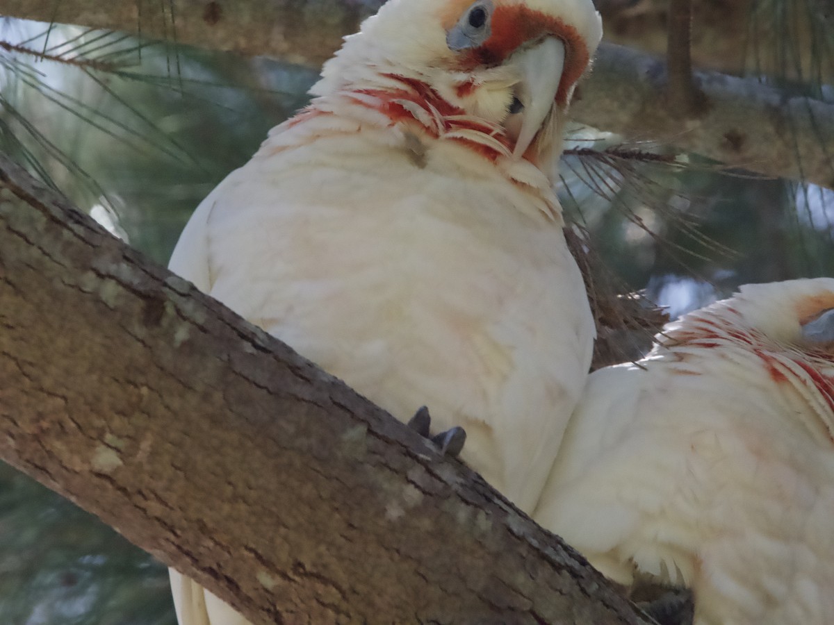 Long-billed Corella - ML612695557