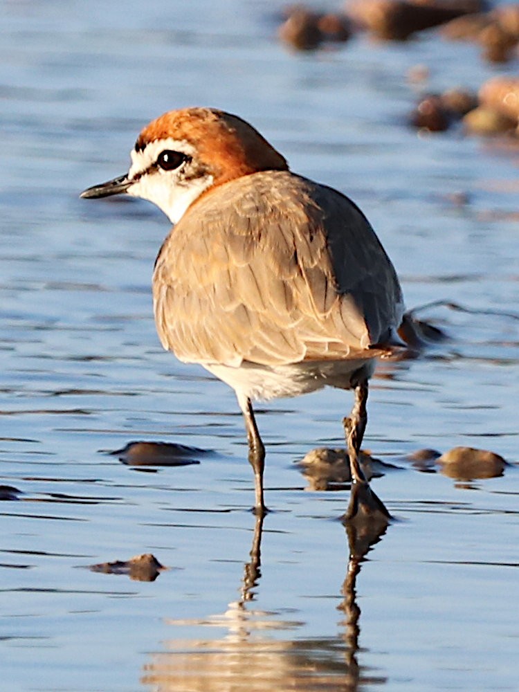 Red-capped Plover - ML612695558