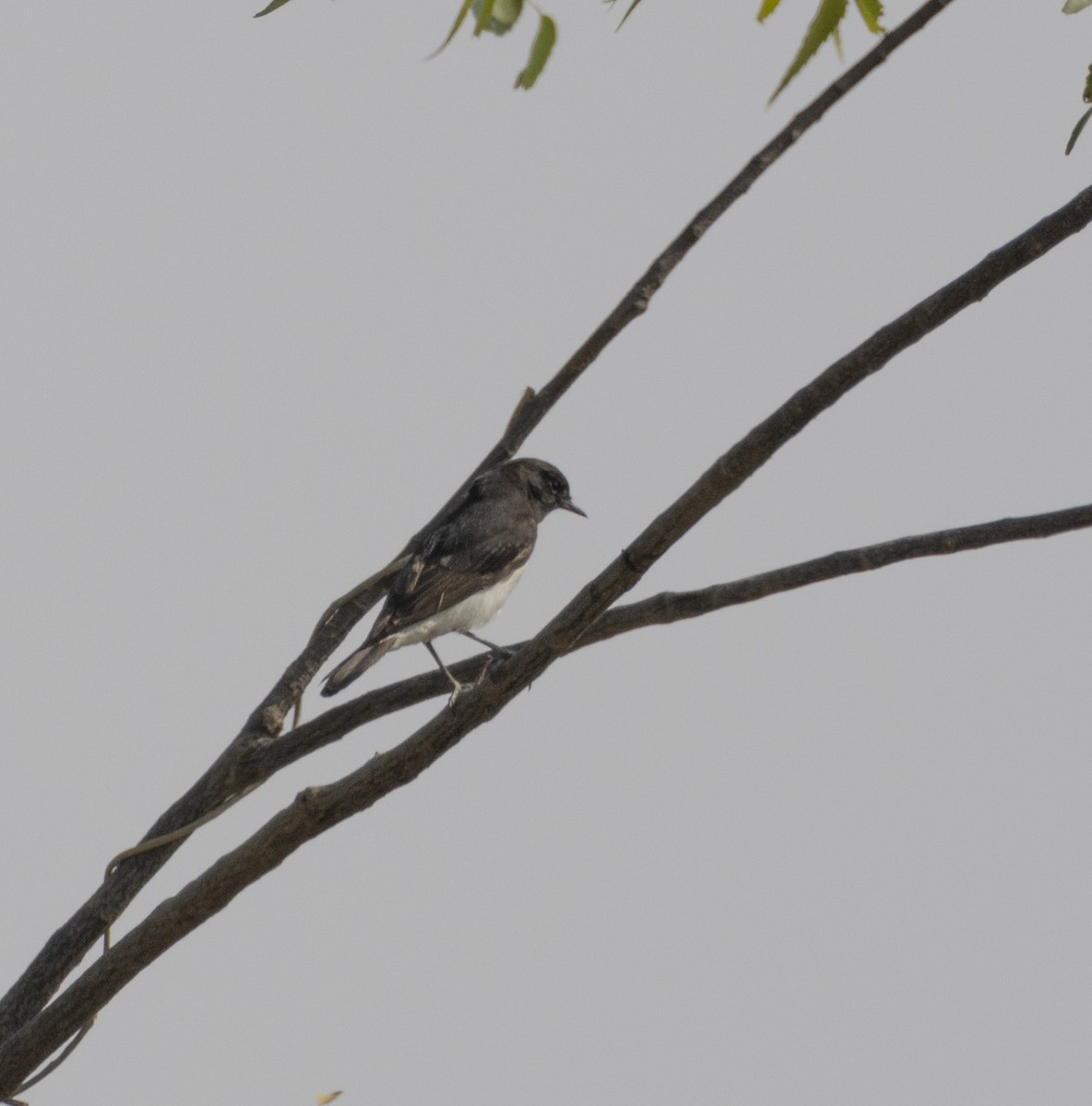 Variable Wheatear - Rohit Tibrewal