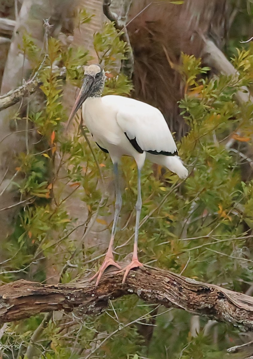 Wood Stork - ML612695573