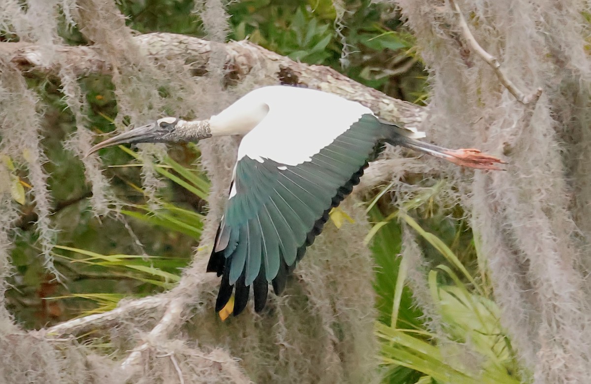 Wood Stork - Gareth Hughes