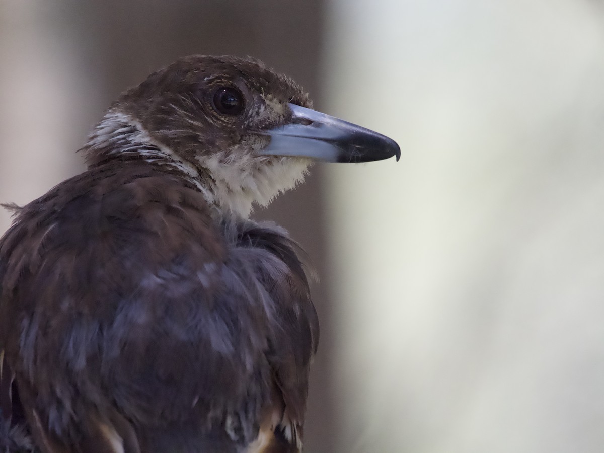 Gray Butcherbird - ML612695576