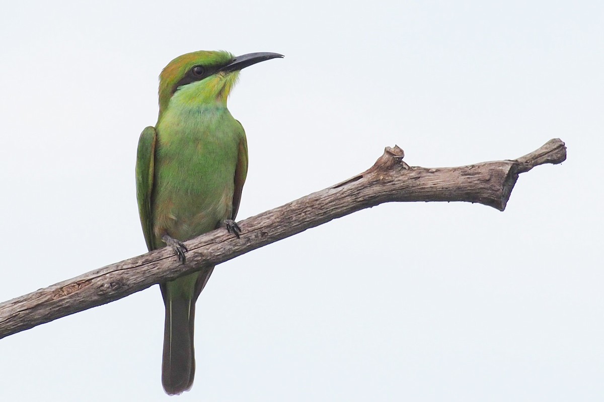 Abejaruco Esmeralda Oriental - ML61269561