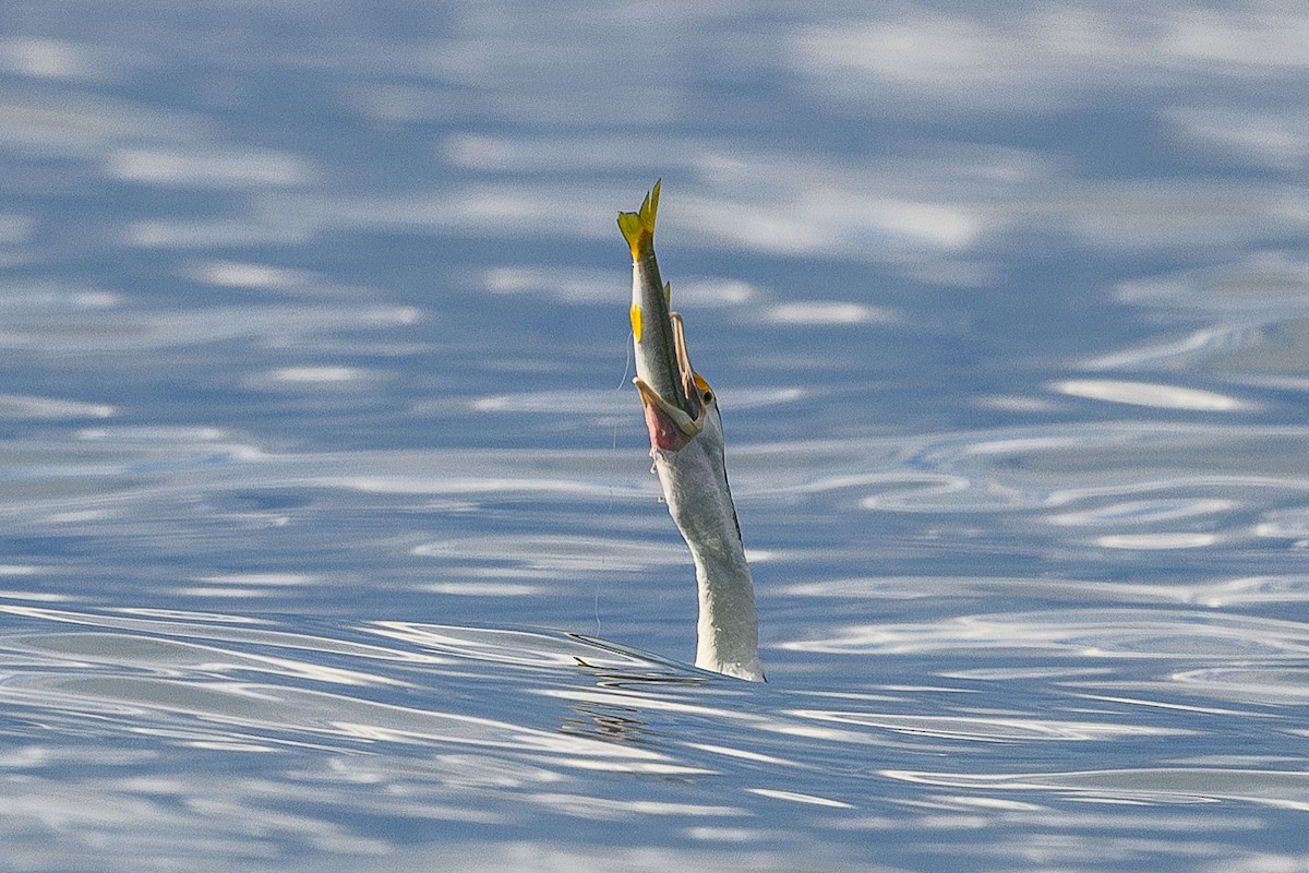 Pied Cormorant - ML612695639