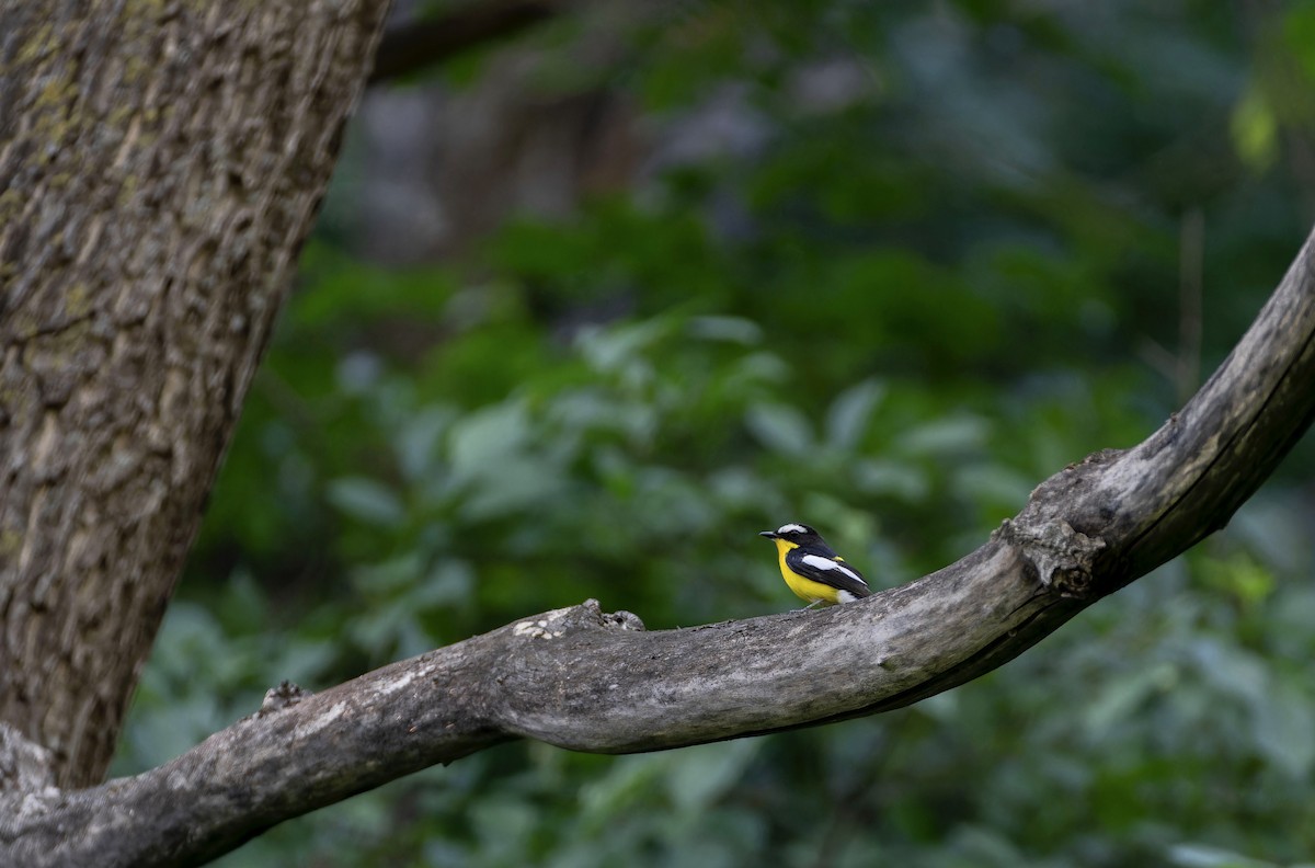 Yellow-rumped Flycatcher - Junning Wang