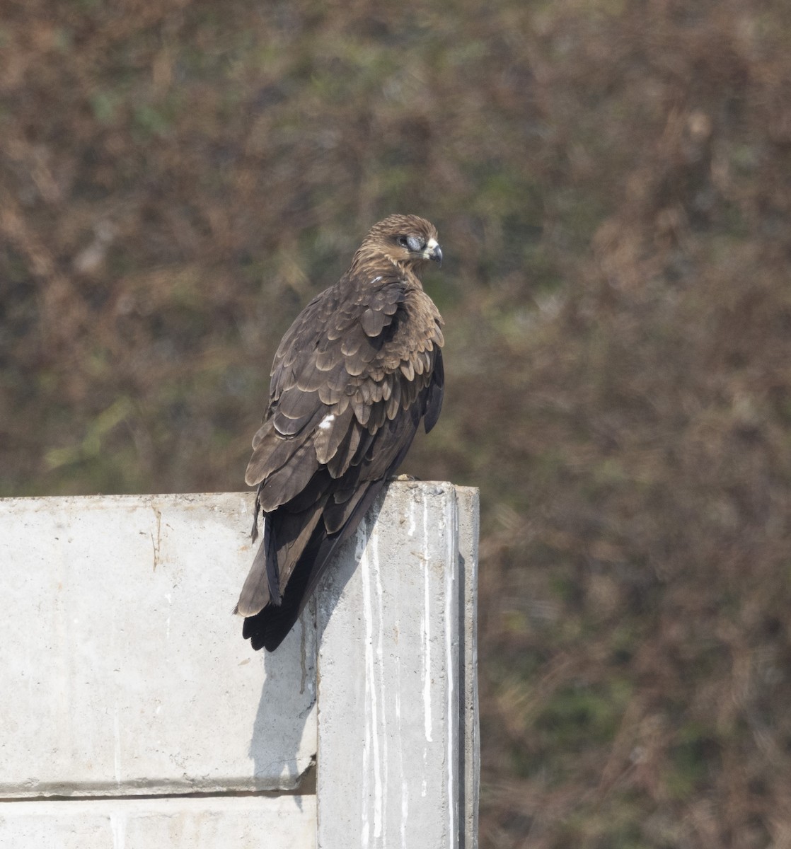 Black Kite - ML612695673