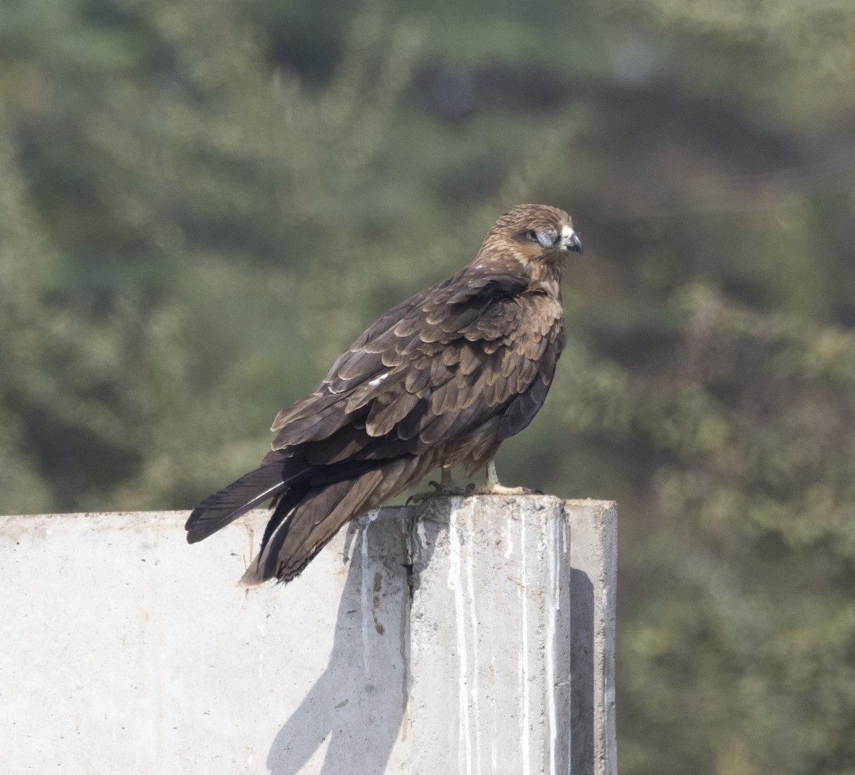 Black Kite - ML612695674