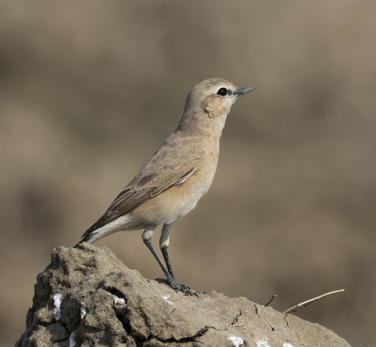 Isabelline Wheatear - ML612695677