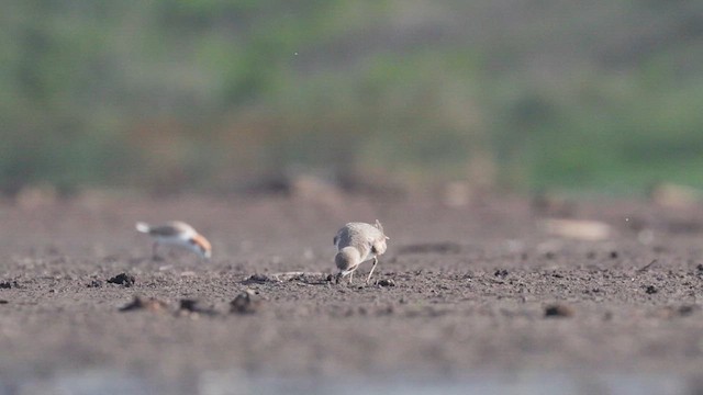 Siberian Sand-Plover - ML612695692