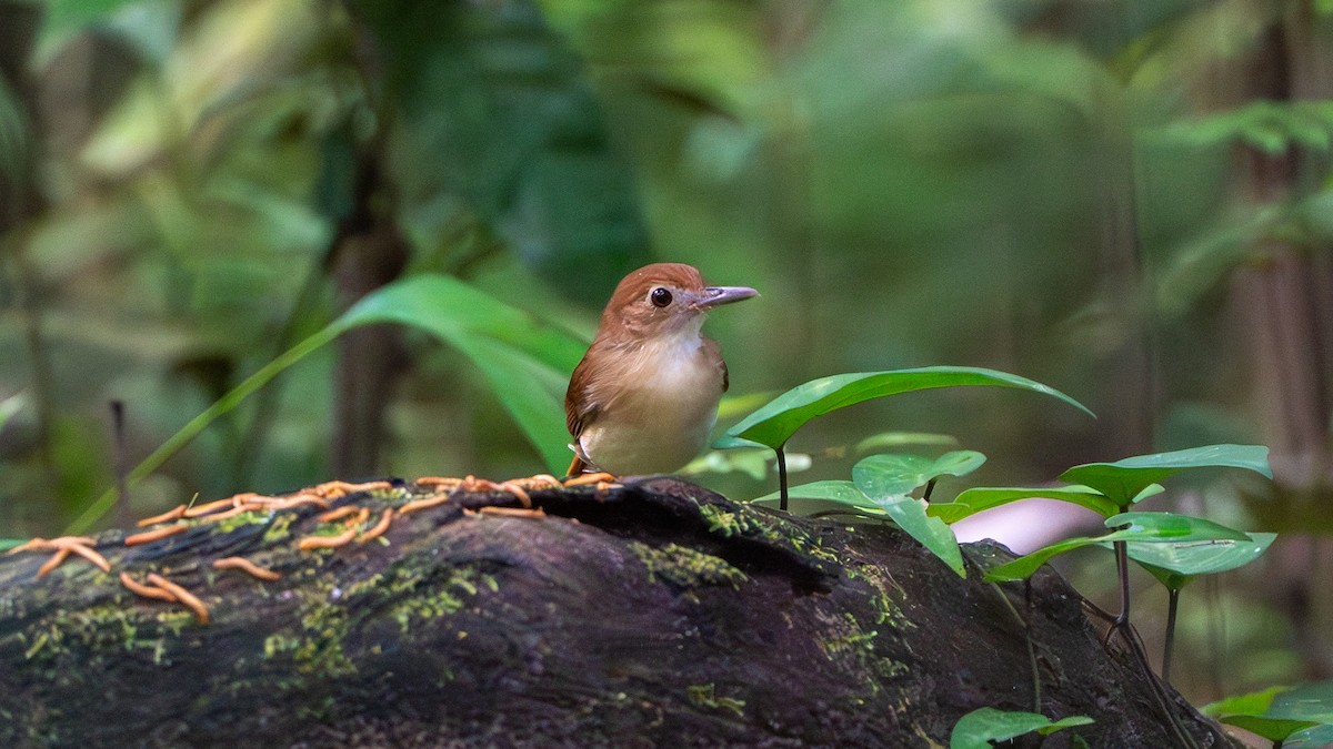 Ferruginous Babbler - ML612695714