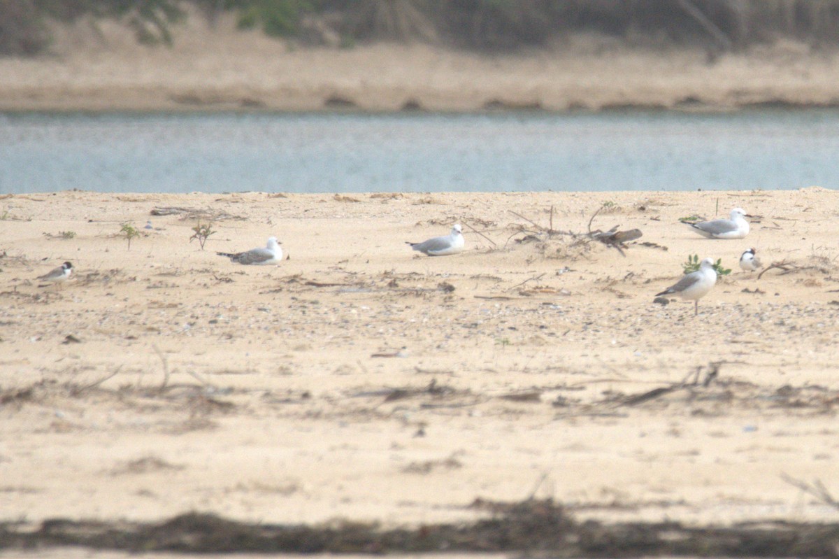 Hooded Plover - ML612695721