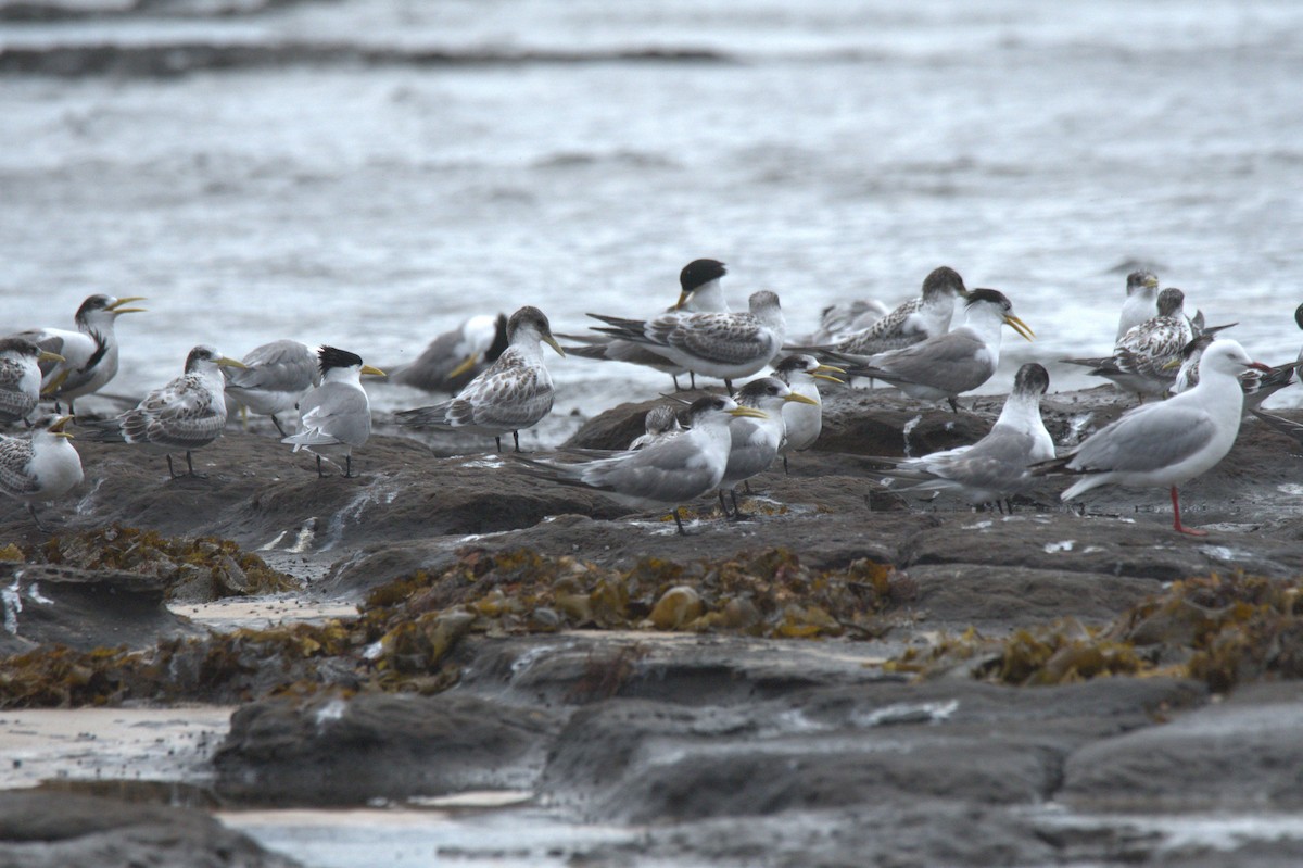 Great Crested Tern - ML612695732