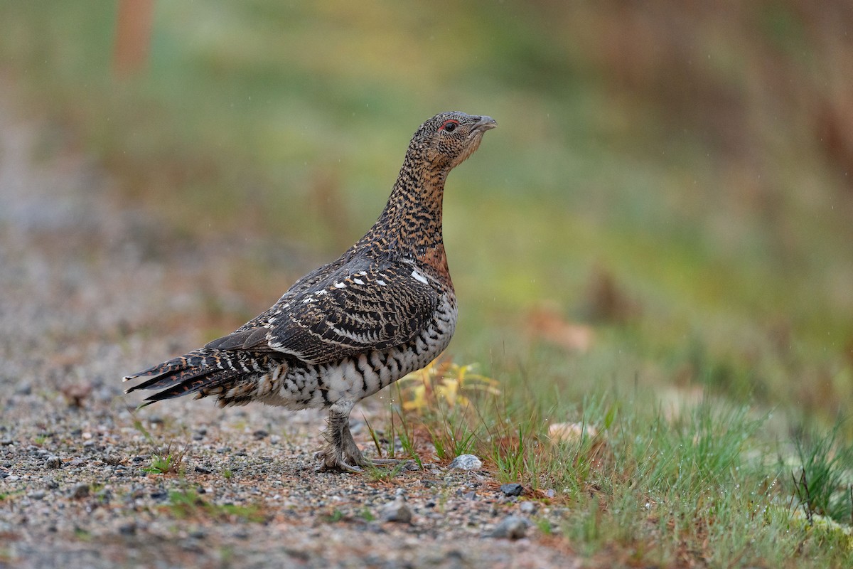 Western Capercaillie - ML612695735