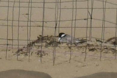 Hooded Plover - Chris Munson