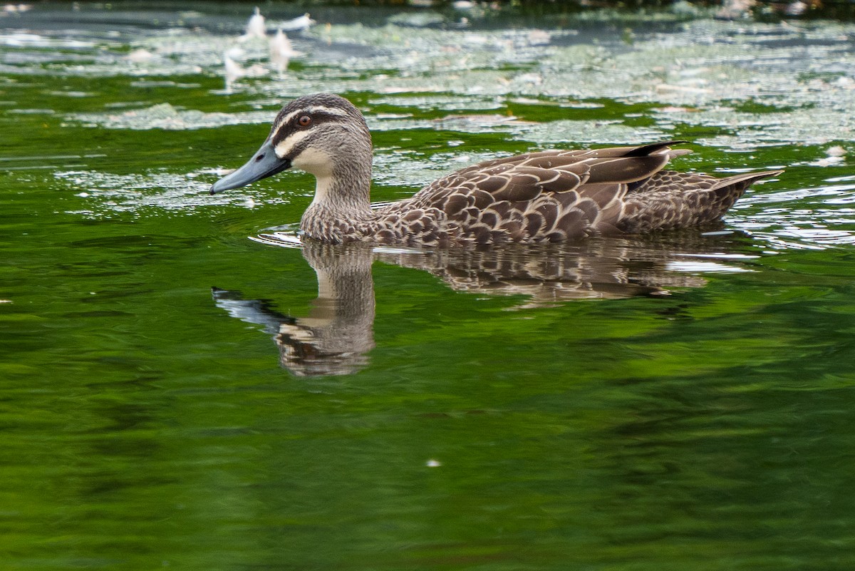 Pacific Black Duck - ML612695764