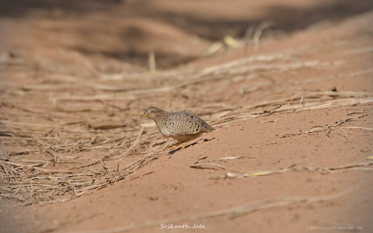 Yellow-legged Buttonquail - ML612695799