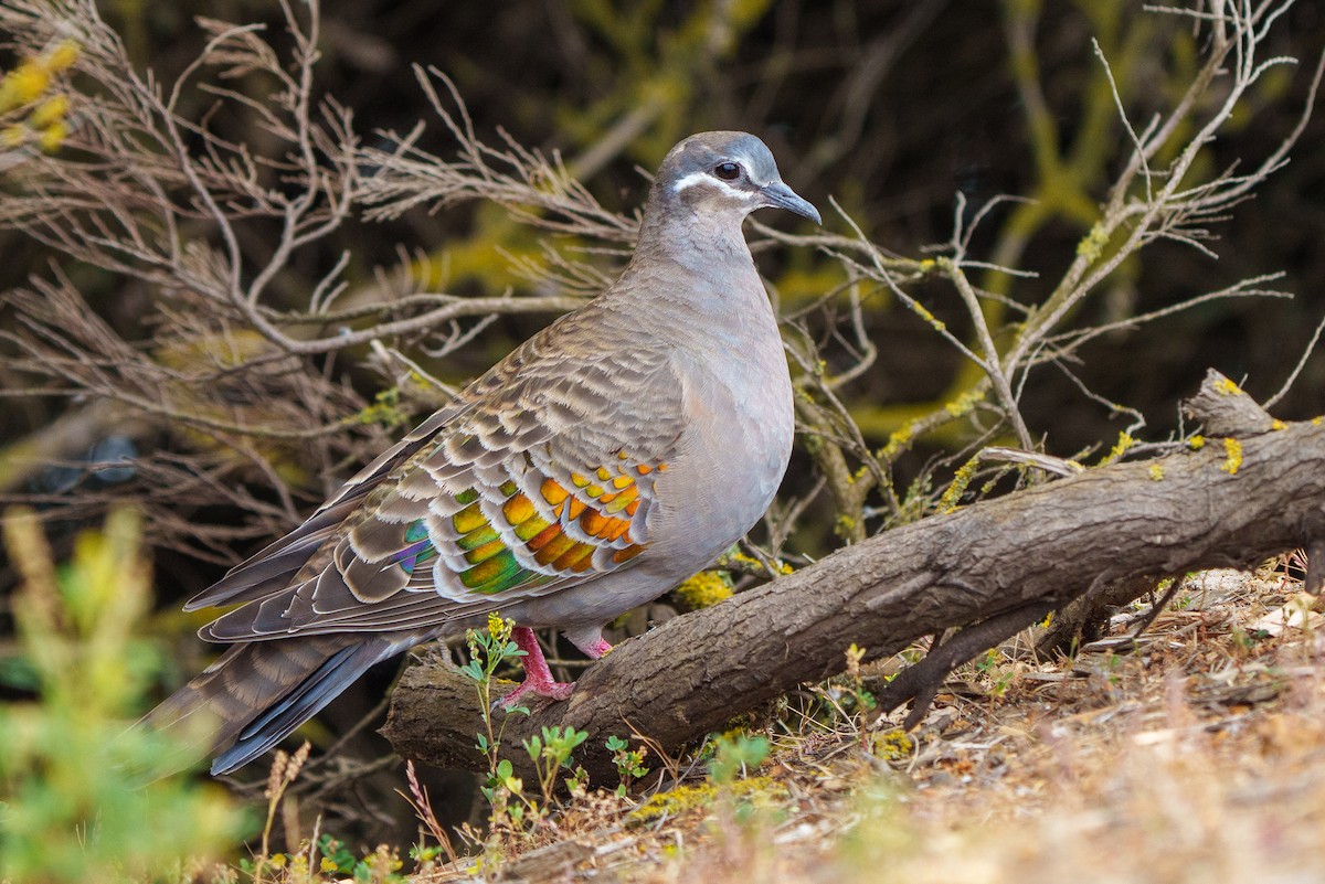 Common Bronzewing - ML612695820