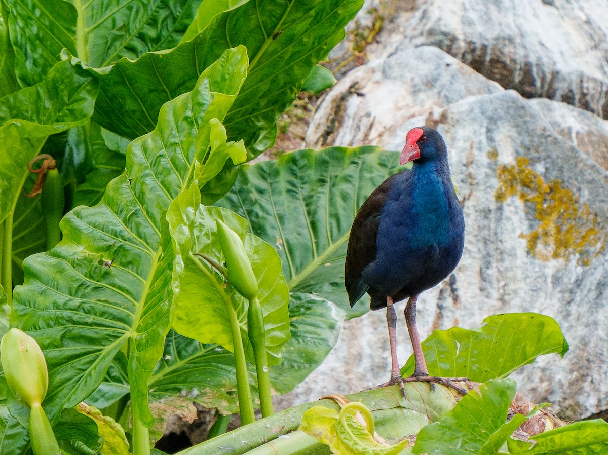 Australasian Swamphen - ML612695833