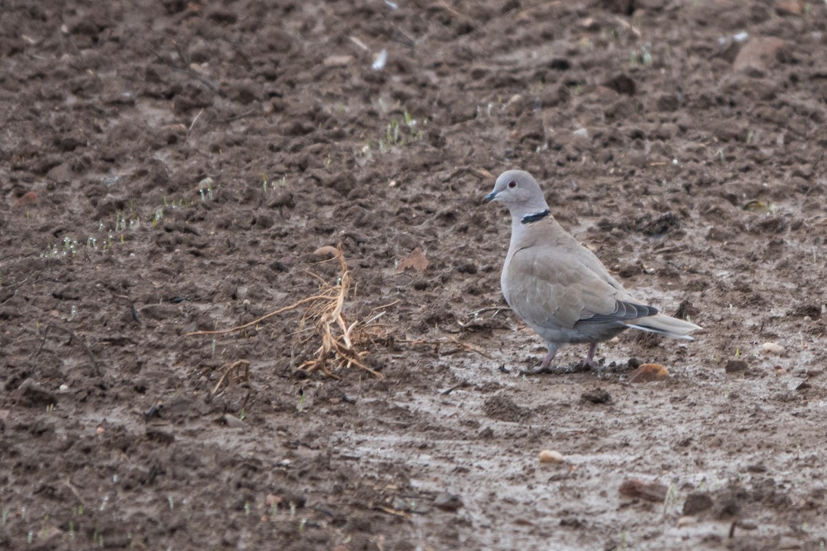 Eurasian Collared-Dove - ML612695843