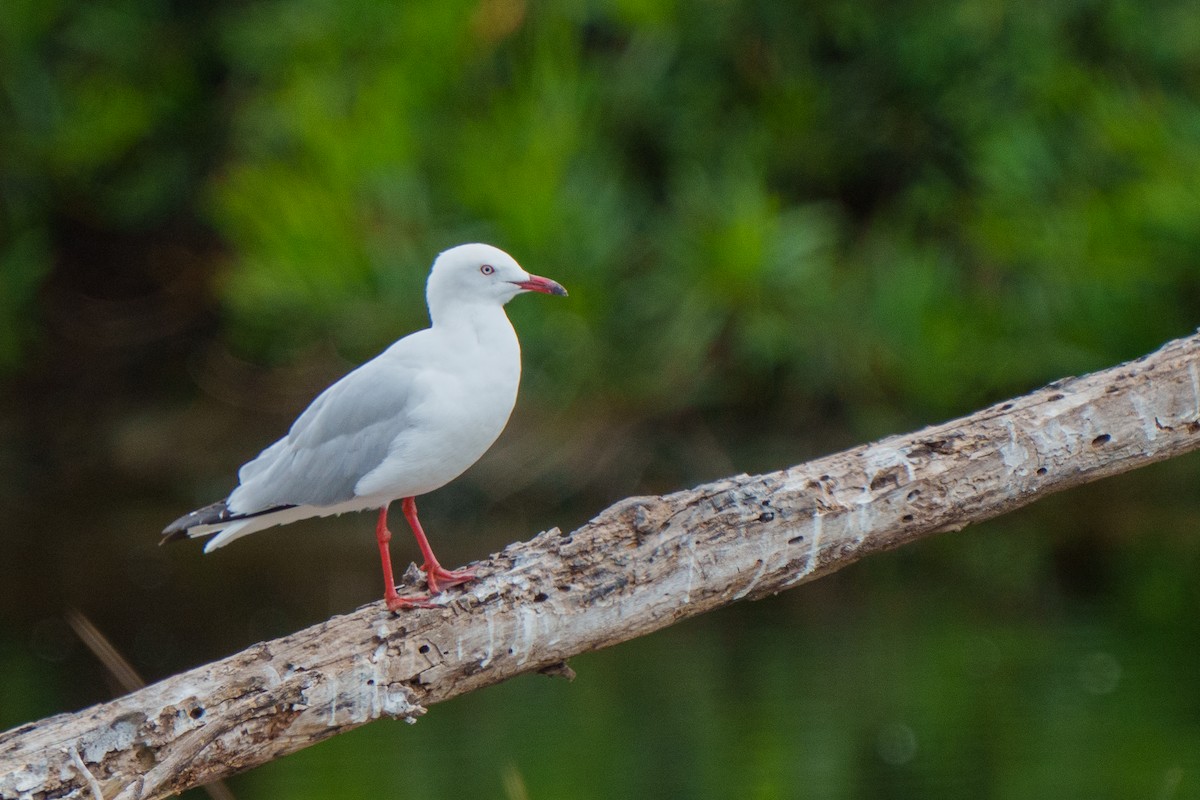 Silver Gull - ML612695847