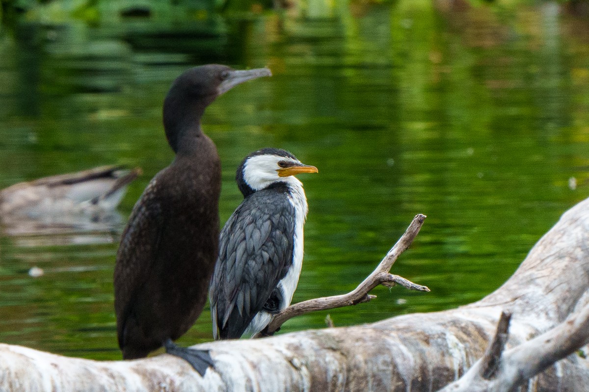 Little Pied Cormorant - ML612695854