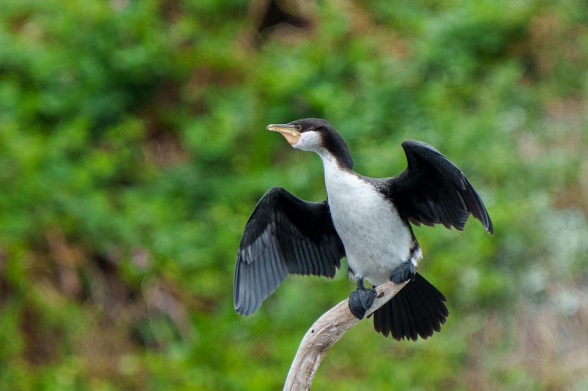 Little Pied Cormorant - ML612695856