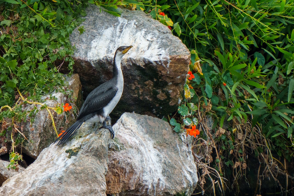 Little Pied Cormorant - ML612695861