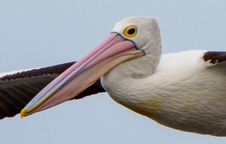 Australian Pelican - ML612695871