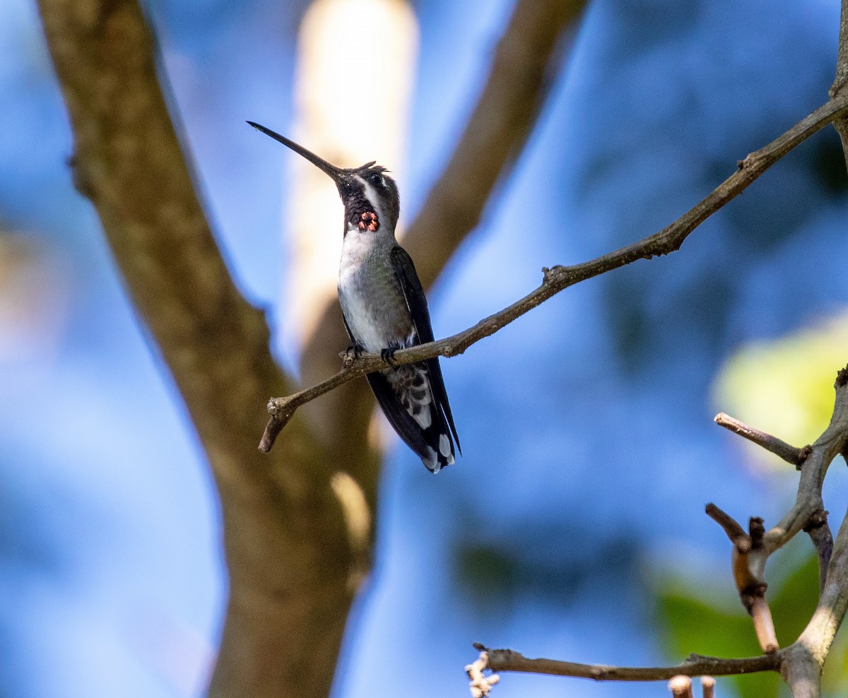 Long-billed Starthroat - ML612695882