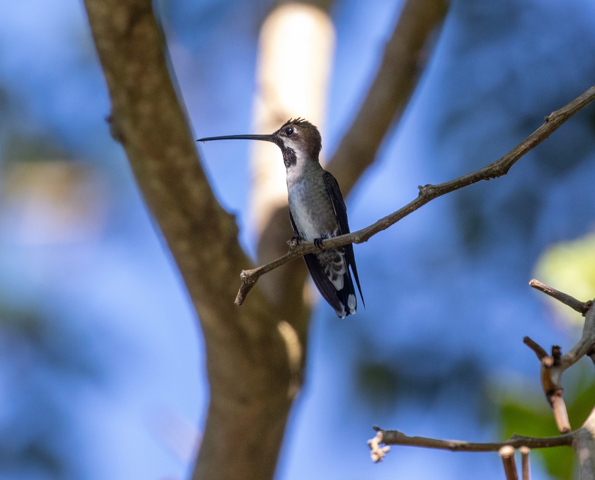 Long-billed Starthroat - ML612695886