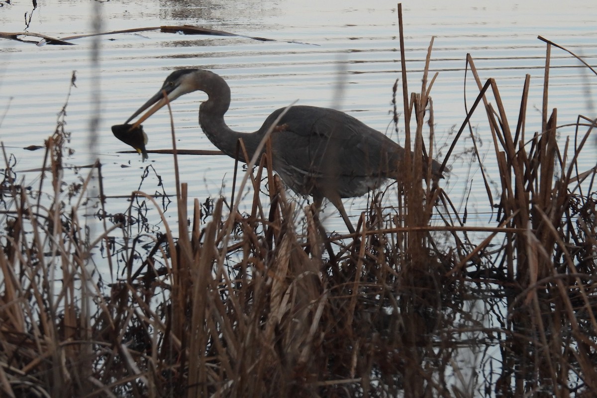 Great Blue Heron - Larry Gaugler