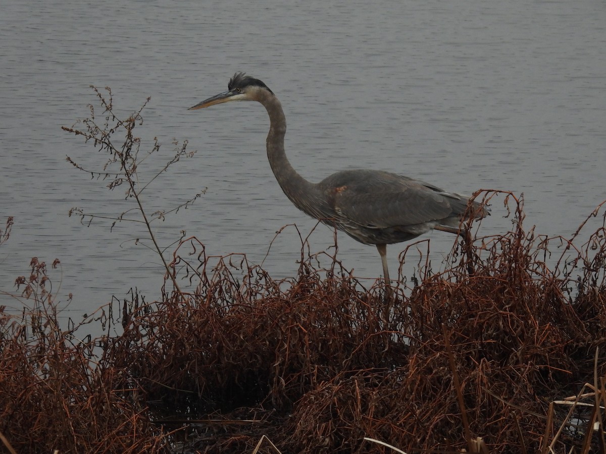 Great Blue Heron - Larry Gaugler