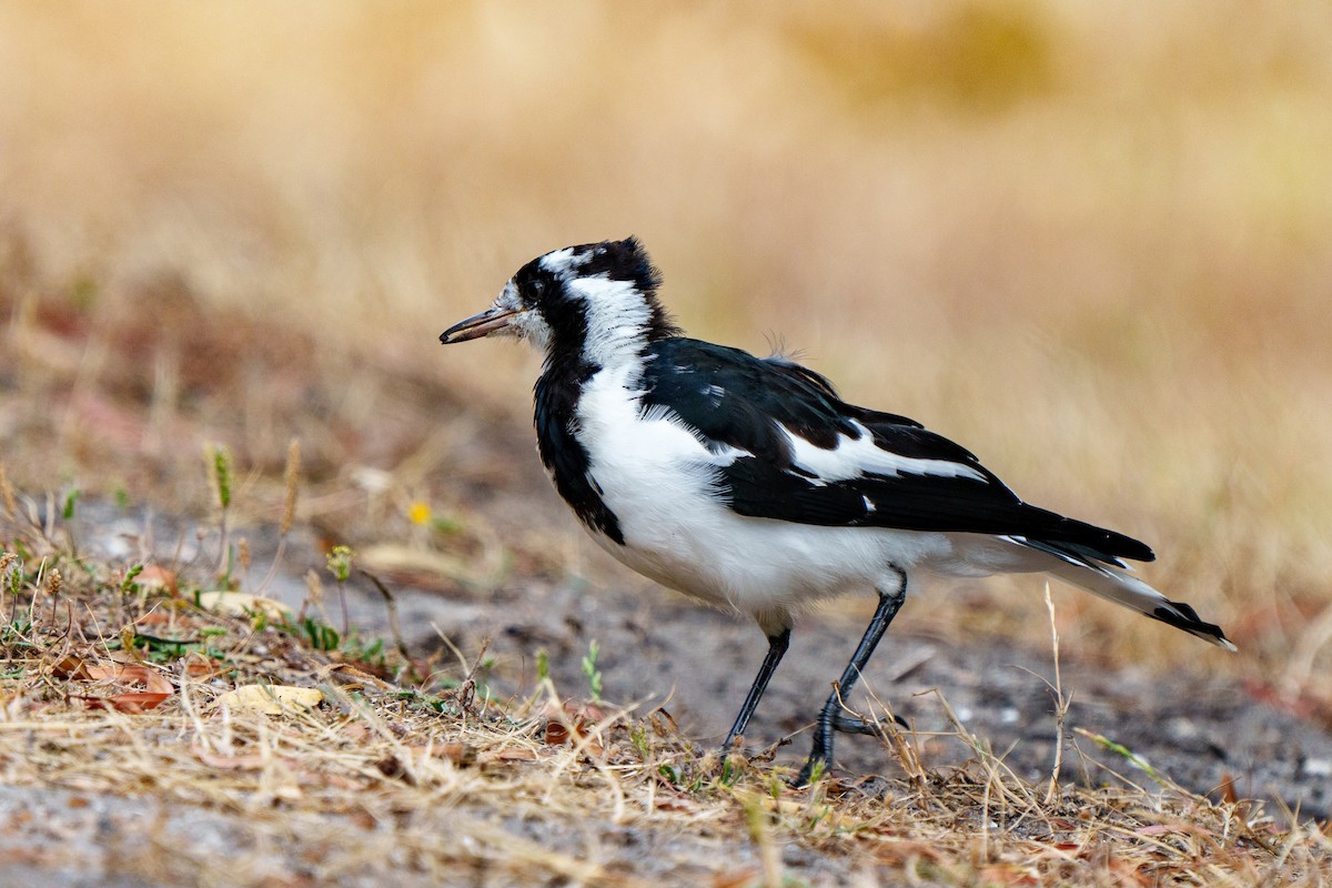 Magpie-lark - ML612695895