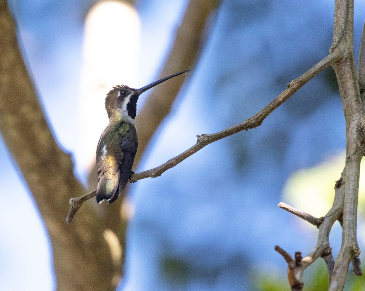 Long-billed Starthroat - William Price