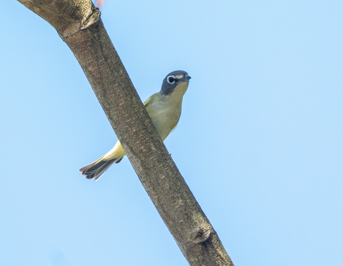 Blue-headed Vireo - William Price